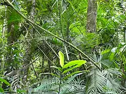 In Wooroonooran National Park