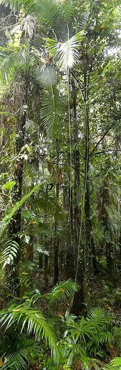 Two fine long tendrils dangle from high overhead in rainforest
