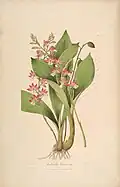 Botanical illustration of Calanthe brevicornu from John Lindley's Sertum Orchidaceum