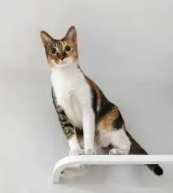 Calico cat with tabby markings (Caliby/Tabico)
