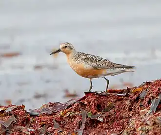 A red knot in breeding plumage.