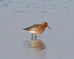 Adult in breeding plumage