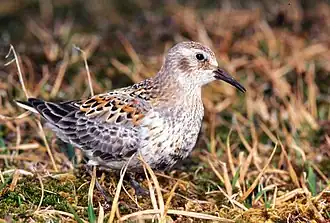 A Rock sandpiper walking in some grass