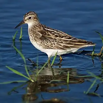 Long-toed stint