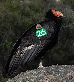 California condor