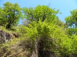California buckeye tree in the park. The bark, leaves and fruits of the tree are poisonous to eat. However, its flowers provide nectar to butterflies.