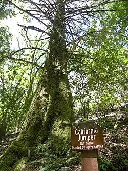 California juniper tree in the park. Although native to other parts of California, this one was brought in by early settlers.
