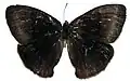 Female, upperside