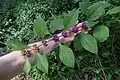 Infructescence