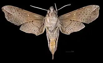 Female ventral