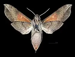 Female vetnral