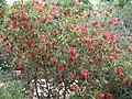 In the Royal Botanic Garden in Madrid arboretum