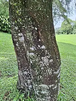 Stem