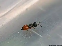 Callitula insect walking across metal surface