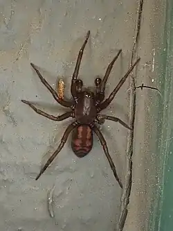 Callobius bennetti