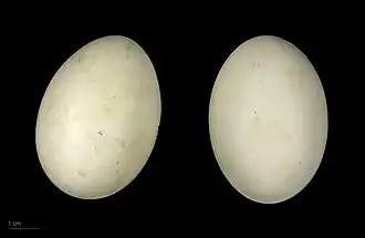 Eggs (Muséum de Toulouse)