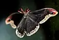The male Callosamia promethea moth uses Batesian mimicry to mimic the poisonous pipe vine swallowtail butterfly