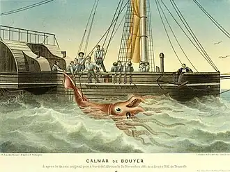 #18 (30/11/1861), An 1865 illustration of the Alecton incident by P. Lackerbauer, clearly based on the officers' watercolour. It appeared in the first edition of Alfred Moquin-Tandon's Le Monde de la Mer, which he published under the pseudonym "Alfred Frédol" (Frédol, 1865:314, pl. 13).