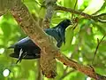 The white tail is the most conspicuous feature of adult Nicobar pigeons, particularly when seen at a distance in twilight.