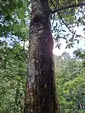 Stem