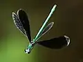 Ebony jewelwing male hover-patrolling