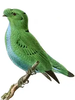 Illustration of green bird with blue underparts and scattered black markings