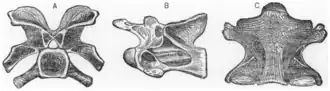 Drawing of the cervical (neck) vertebra of Camarasaurus leptodirus in side view.