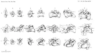 Drawing of the cervical (neck) vertebral column of Camarasaurus supremus in side view.