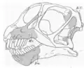 Drawing of the skull of Camarasaurus supremus in side view.