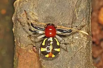 Camaricus sp.; Goa, India