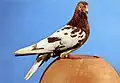 Cambalhota Portugues