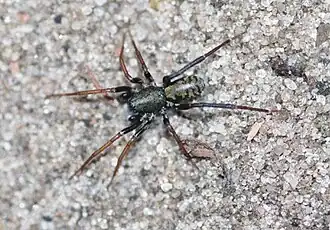 Cambalida dippenaarae