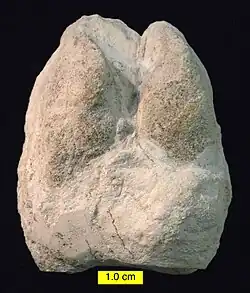 Cameloid footprint (Lamaichnum alfi Sarjeant and Reynolds, 1999; convex hyporelief) from the Barstow Formation (Miocene) of Rainbow Basin, California