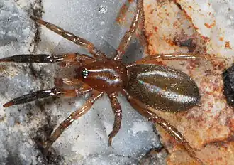 juvenile male