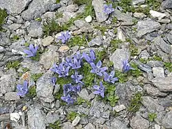 Mont Cenis campanula
