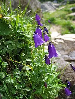Campanula pulla