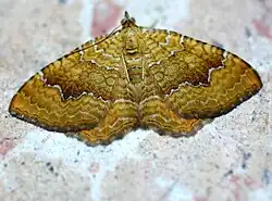 Female