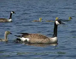 Canada goose with goslings