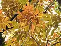 leaf flush
