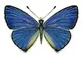 Illustration of a mounted specimen