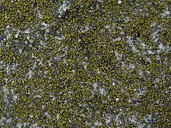 Candelariella aurella, Old Bridge North of Solano Park Circle, Davis, California, USA
