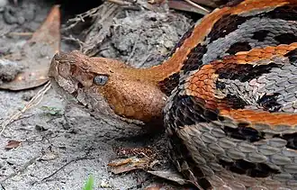 An unusual redheaded canebrake rattlesnake from north Florida