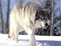 Wolf