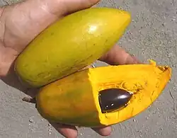 Lucuma campechiana, yellow sapote
