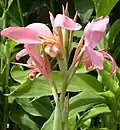 Canna 'Erebus', Armstrong
