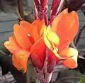 Canna 'Flameche'