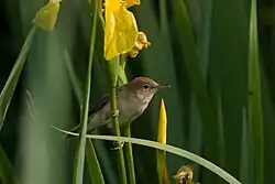 Eurasian reed warbler, Litorale Romano State Nature Reserve, Lazio