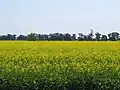 Canola field near Temora