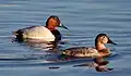 Canvasback (Aythya valisineria)