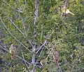 Four in a tree, South Africa